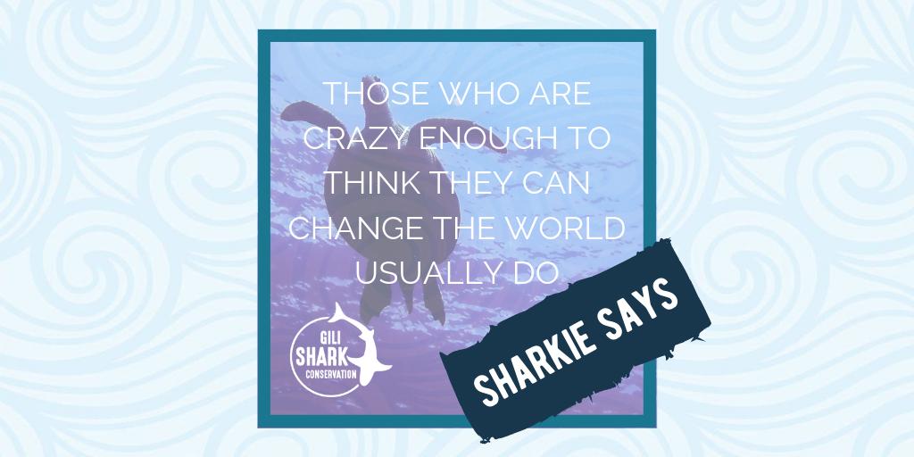 Gili Shark Conservation tweet media