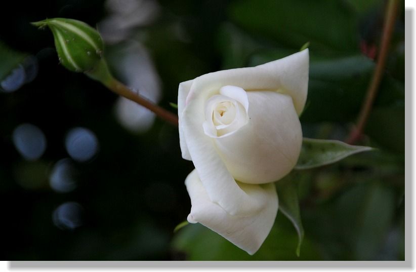 かわいいは鈍器 薔薇のつぼみの花言葉 赤 純粋な愛に染まる 白 恋をするには若すぎる T Co Lllawegx9k Twitter