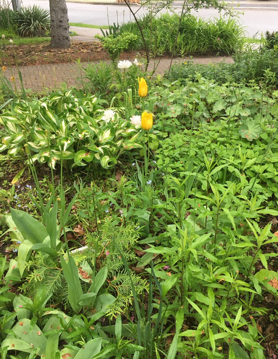 anetto's tweet photo. The birds are chirping and rain is falling lightly. We’re ready to head for #ArthritisWalk. #ArthritisWontStopMe https://t.co/s9G2mHCAdy