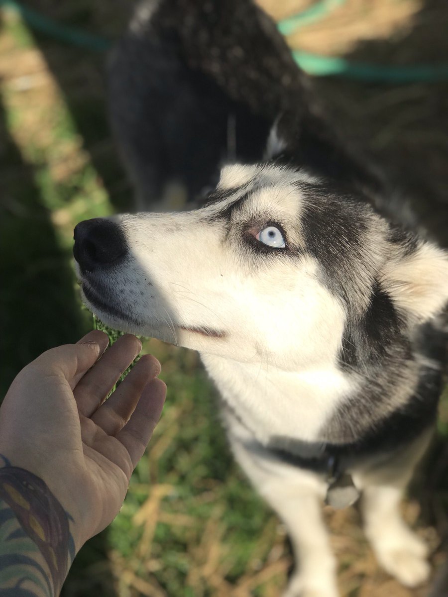 kate_wolfe's tweet photo. Here’s some pictures of my dogs because I’m obsessed with them. Okay, enjoy. https://t.co/HCQiyoiMD1