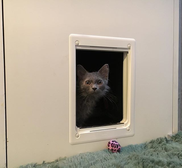 猫共生住宅 hashtag on Twitter