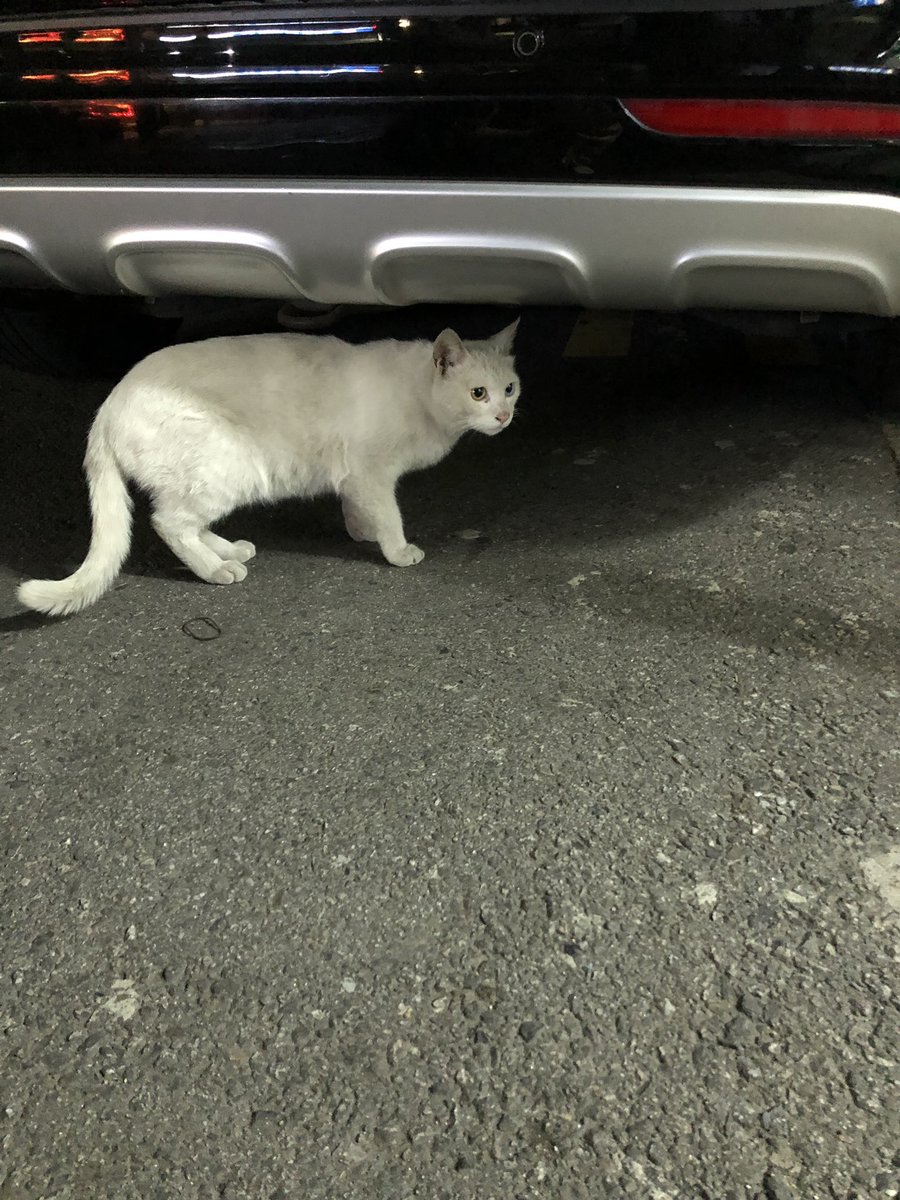 ohsiyo17's tweet photo. [고양이 목격] 마포구 성산동 일대에서 고양이 잃어버리신 분 계신가요. 오드아이이고 경계심 있습니다. 야옹하고 말 거니까 대답은 해줬어요. 밥을 허겁지겁 먹는 걸로 봐서는 오래 굶었나봐요. 밥 주자마자 달려와서 먹었습니다. https://t.co/uUDwXwEEcM