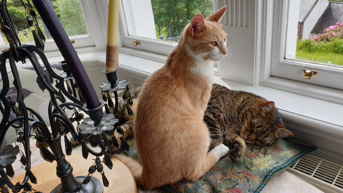 Catbell74's tweet photo. Not too sure of this is a crime scene or not...hopefully Faolin will burst into life soon....#cats #catsoftwitter #kitten #kittyantics #frontline #thefrontlineeffect #evilcat #kittytrouble https://t.co/S46jtZn73e