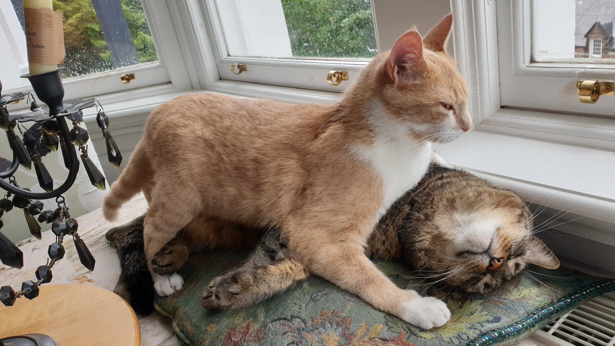 Catbell74's tweet photo. Not too sure of this is a crime scene or not...hopefully Faolin will burst into life soon....#cats #catsoftwitter #kitten #kittyantics #frontline #thefrontlineeffect #evilcat #kittytrouble https://t.co/S46jtZn73e