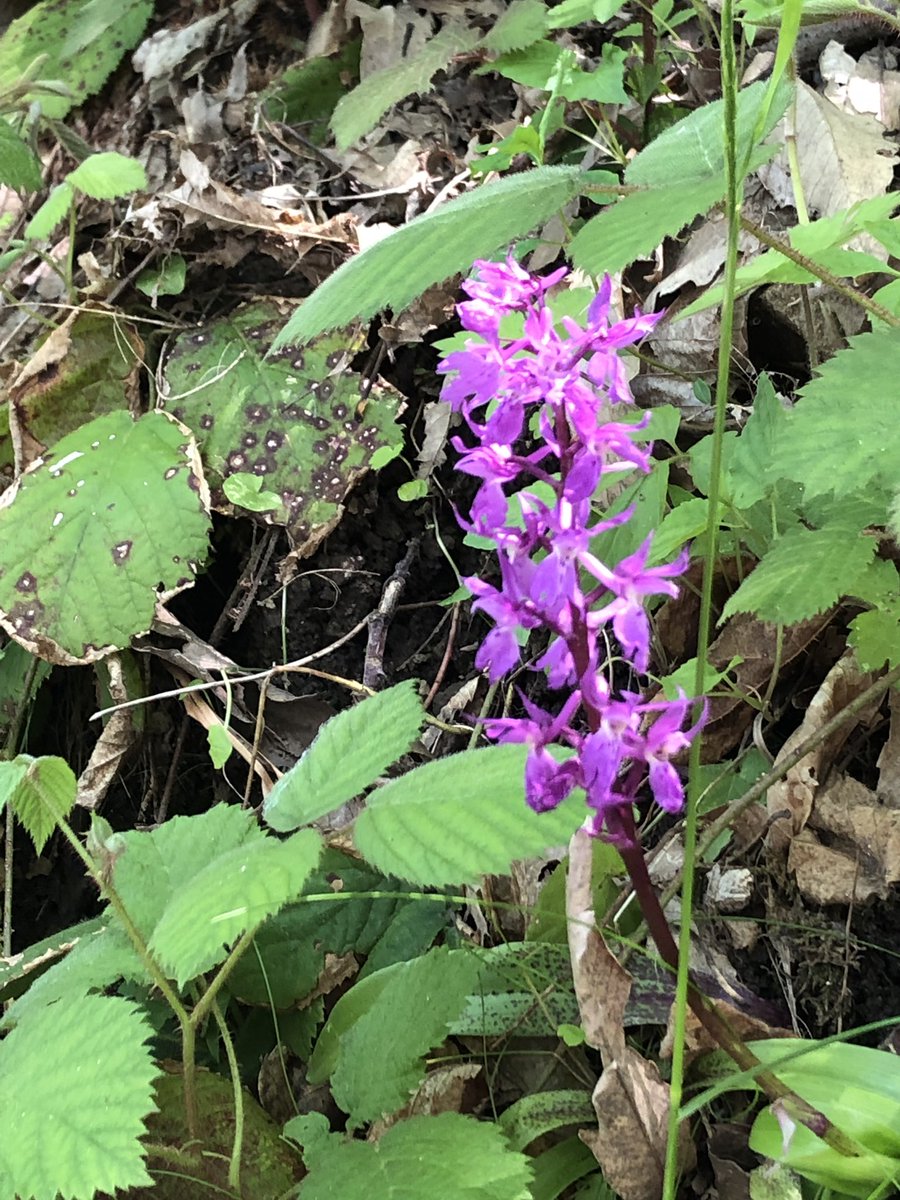 cristinapasin's tweet photo. Lo sapevate? L’Appennino è il paradiso delle orchidee selvagge: qui ne esistono 70 specie diverse e sono protette #aitbitaca #festivalitaca #incollaborazionecon https://t.co/NxyQvSe9w8
