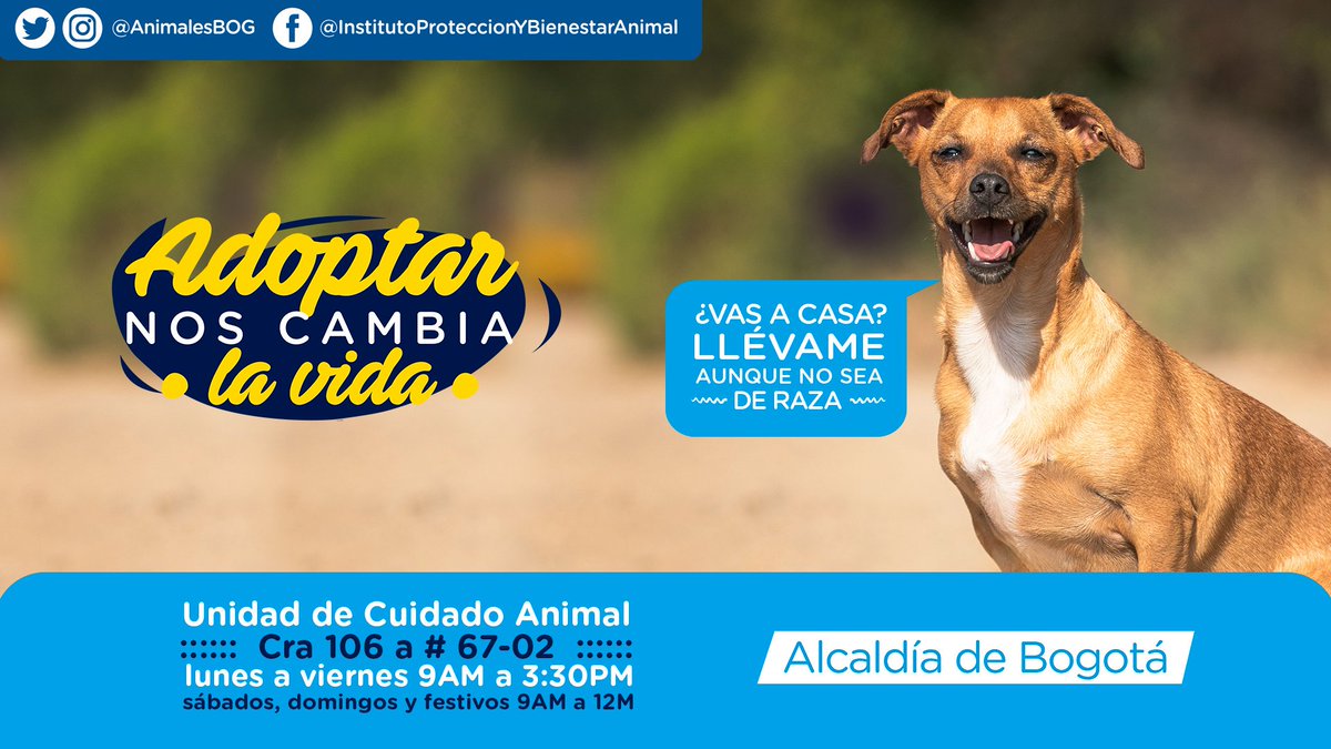 AnimalesBOG's tweet photo. #FelizDomingo Recuerda que todos los días son de adopción en la Unidad de Cuidado Animal. Hoy y mañana estaremos hasta las 12m.🕛🐾
Descarga nuestra aplicación #DistritoAppnimal y conoce los 🐶🐶 que están para adopción.📲 https://t.co/XNnHfjD7jD