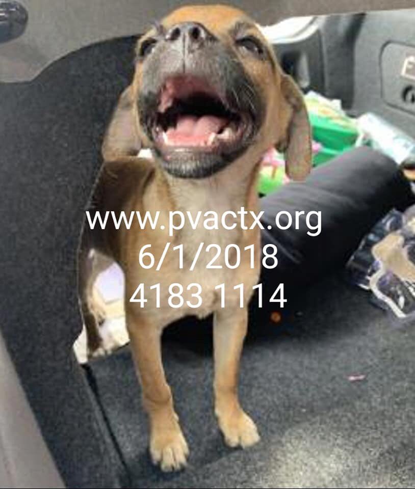 MoishesMom's tweet photo. π¨πππ»So this is what we have becomeβkilling babies; killing the unwanted & unloved& lost & discarded. #Palm #Valley #STexas #Edinburgh Just 3 of π―s of pups whoβll πtoday πππ @bvanhool #2pledge π¨πππ» #SaveALife #BeAHero #retweet #foster #adopt #ShutThisDumpDown π¨πππ»πππ https://t.co/NTUWIana3C