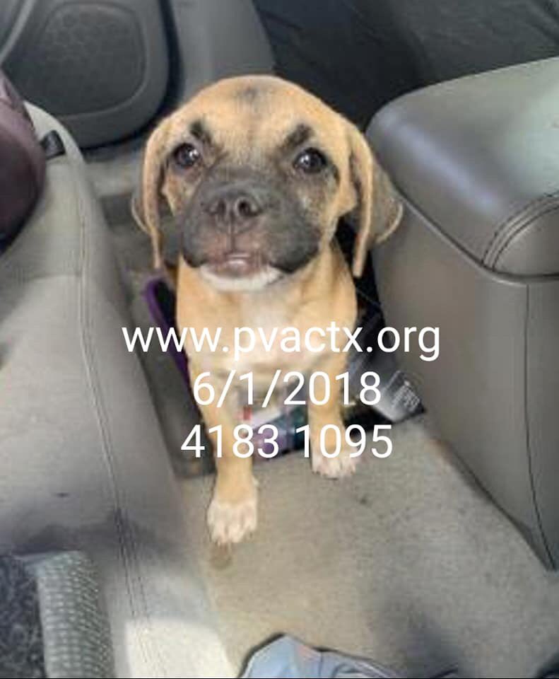 MoishesMom's tweet photo. π¨πππ»So this is what we have becomeβkilling babies; killing the unwanted & unloved& lost & discarded. #Palm #Valley #STexas #Edinburgh Just 3 of π―s of pups whoβll πtoday πππ @bvanhool #2pledge π¨πππ» #SaveALife #BeAHero #retweet #foster #adopt #ShutThisDumpDown π¨πππ»πππ https://t.co/NTUWIana3C