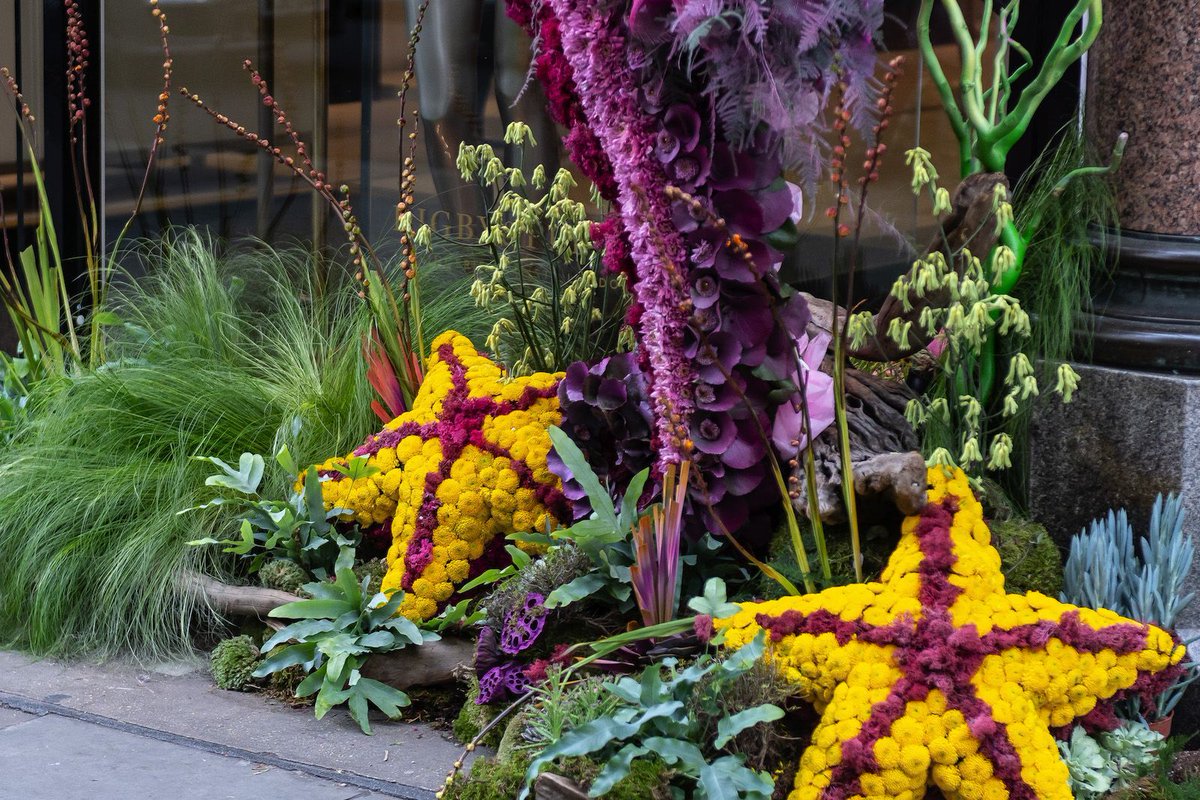 DrakerLettings's tweet photo. Chelsea in Bloom - in pictures - Draker Lettings https://t.co/ODYBexKtOG #chelseainbloom #chelseainbloom2019 https://t.co/r1xIqyaCvt