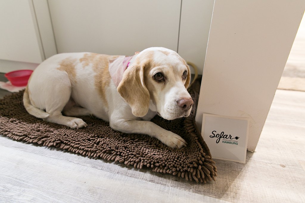 Sofar Sounds (@sofarsounds) on Twitter photo "Pups from a room" doesn't exactly have the same ring to it, but she's so cute we had to share 🐶🦴
<a href="/SofarHH/">Sofar Sounds Hamburg</a>
📸: Julia Hauck "Pups from a room" doesn't exactly have the same ring to it, but she's so cute we had to share 🐶🦴
<a href="/SofarHH/">Sofar Sounds Hamburg</a>
📸: Julia Hauck