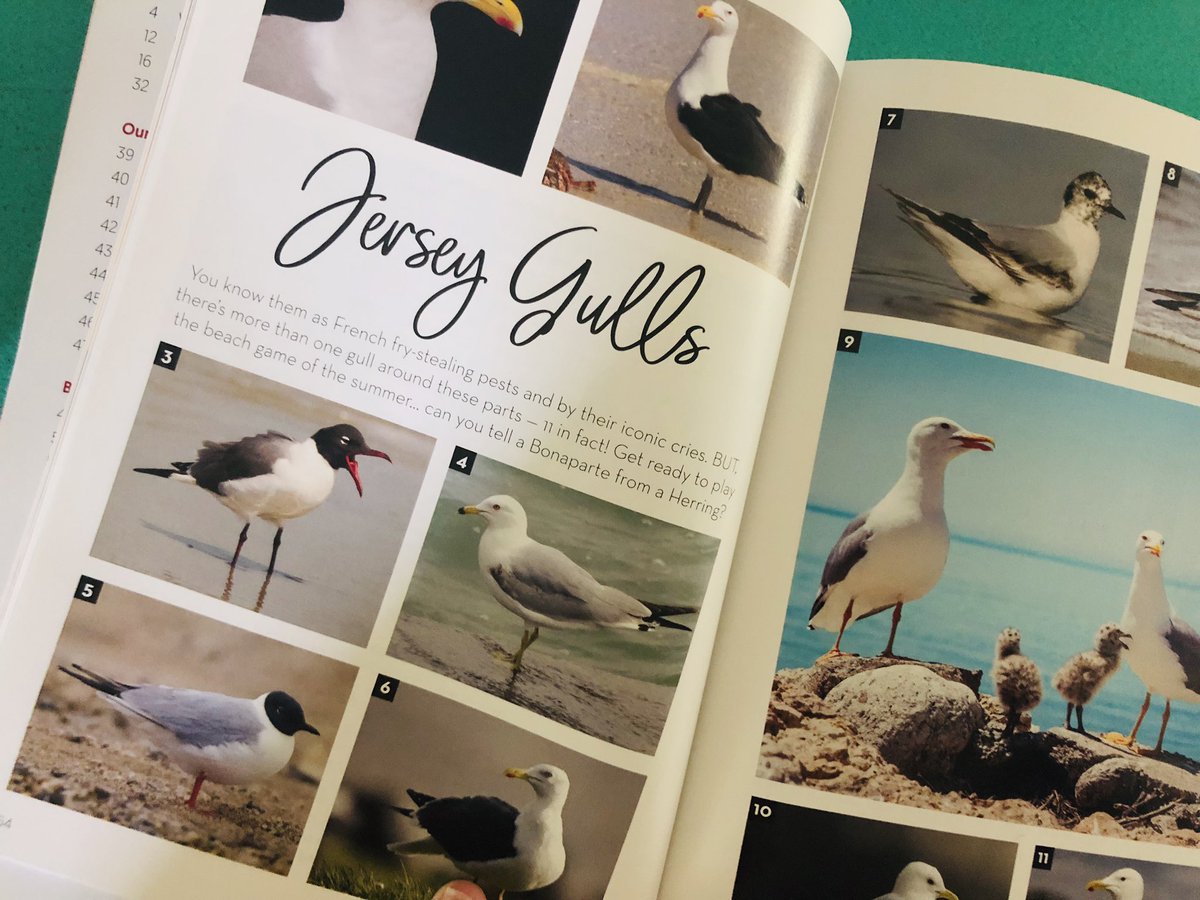 DianeStopyra's tweet photo. This Jersey girl wrote about Jersey gulls for Concierge magazine, and I know I’ve said this before, but they really ARE so much cooler than we give them credit for. #birdtwitter #hideyourfries https://t.co/9sA9dFRwzV