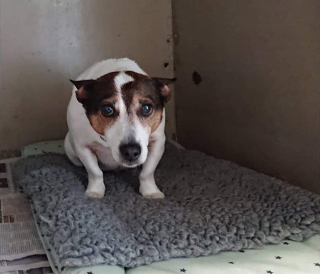 We had not a single enquiry about our Maggie 😪
We know that with 10 years old she is not a cute puppy anymore but for her breed this is not yet old either and just look at those sad eyes 💔
We really think she deserves to be loved forever in a relaxed home 
#apdoptme #rescuedog