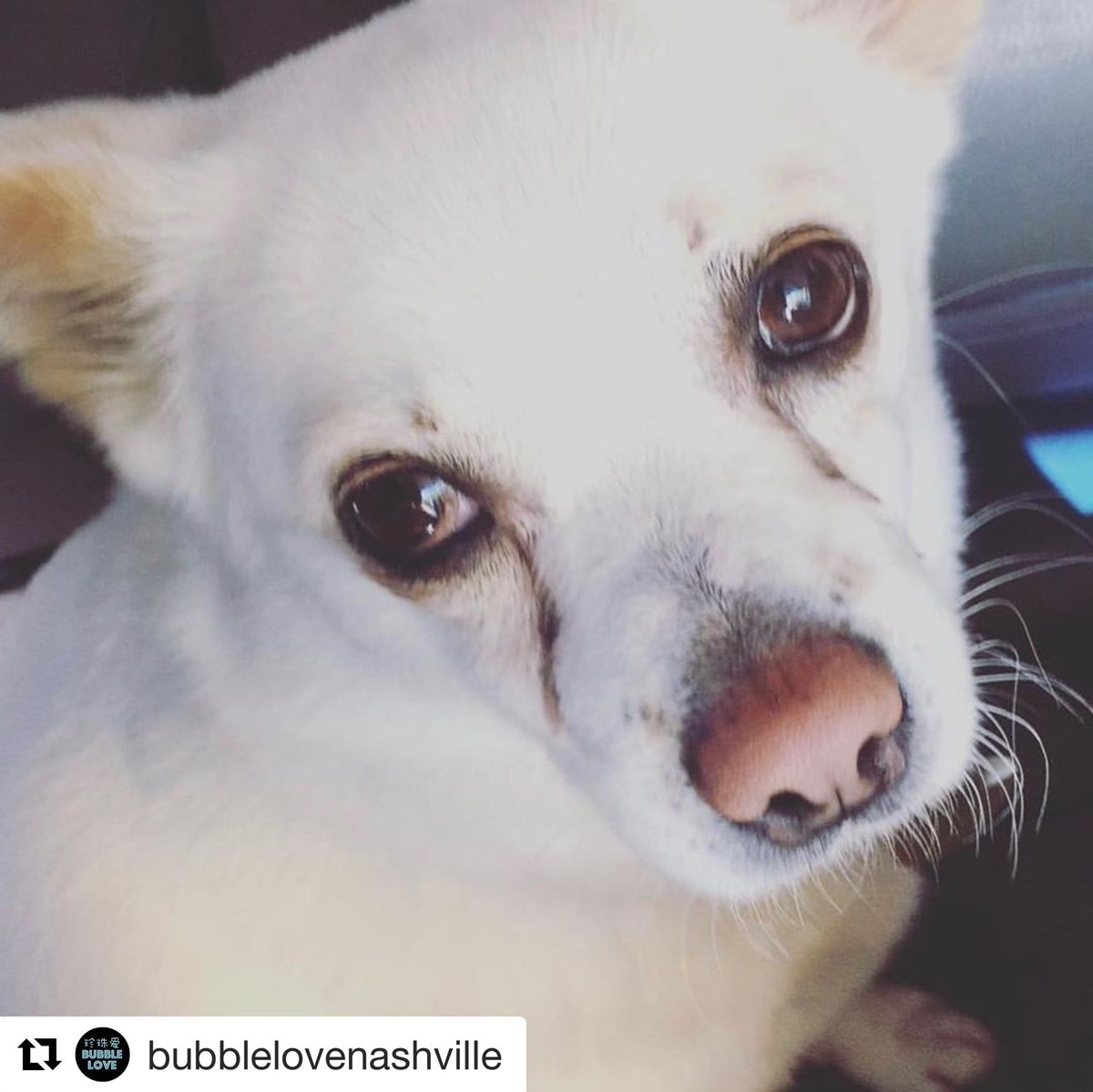 Bubblelovenash's tweet photo. Today we are partnering with @nashvillehumane and all tips earned will go to supporting the great work the NHA does in providing care to dogs and cats waiting for their furever families. Here’s a tribute to our pup who was hit by a car last week
https://t.co/LyzOghH5S5 https://t.co/nRgCGWVG07
