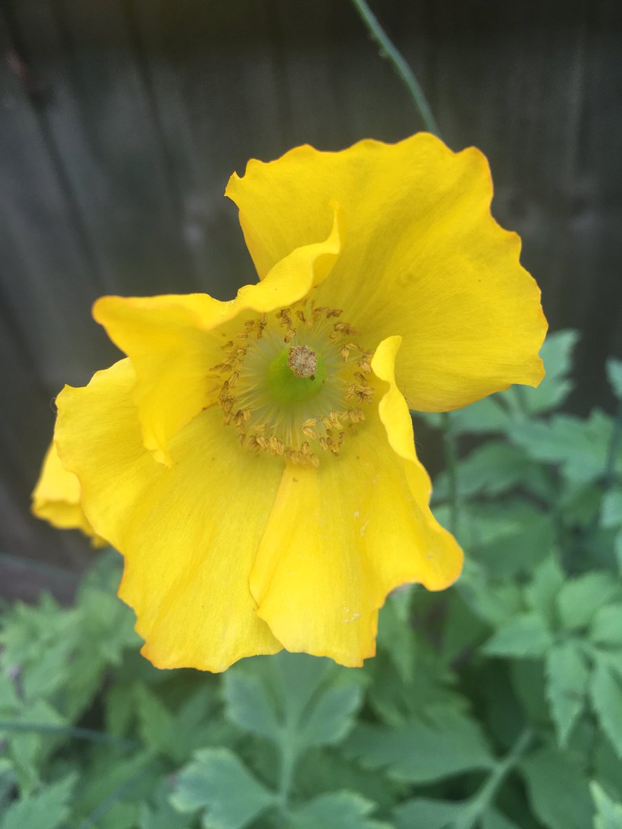 clare_pinches's tweet photo. Day 2 #30dayswild Not ventured far from home but enjoyed watching the bumblebees on the cheery Welsh Poppies. Checked on progress of cornfield annual seedlings seedbombed into some v boring gravel - tidier neighbours may grumble but we WILL #getsomelife into the garden 😊🌼🌾🌺🙌🏻 https://t.co/Rj8ONOLr3y