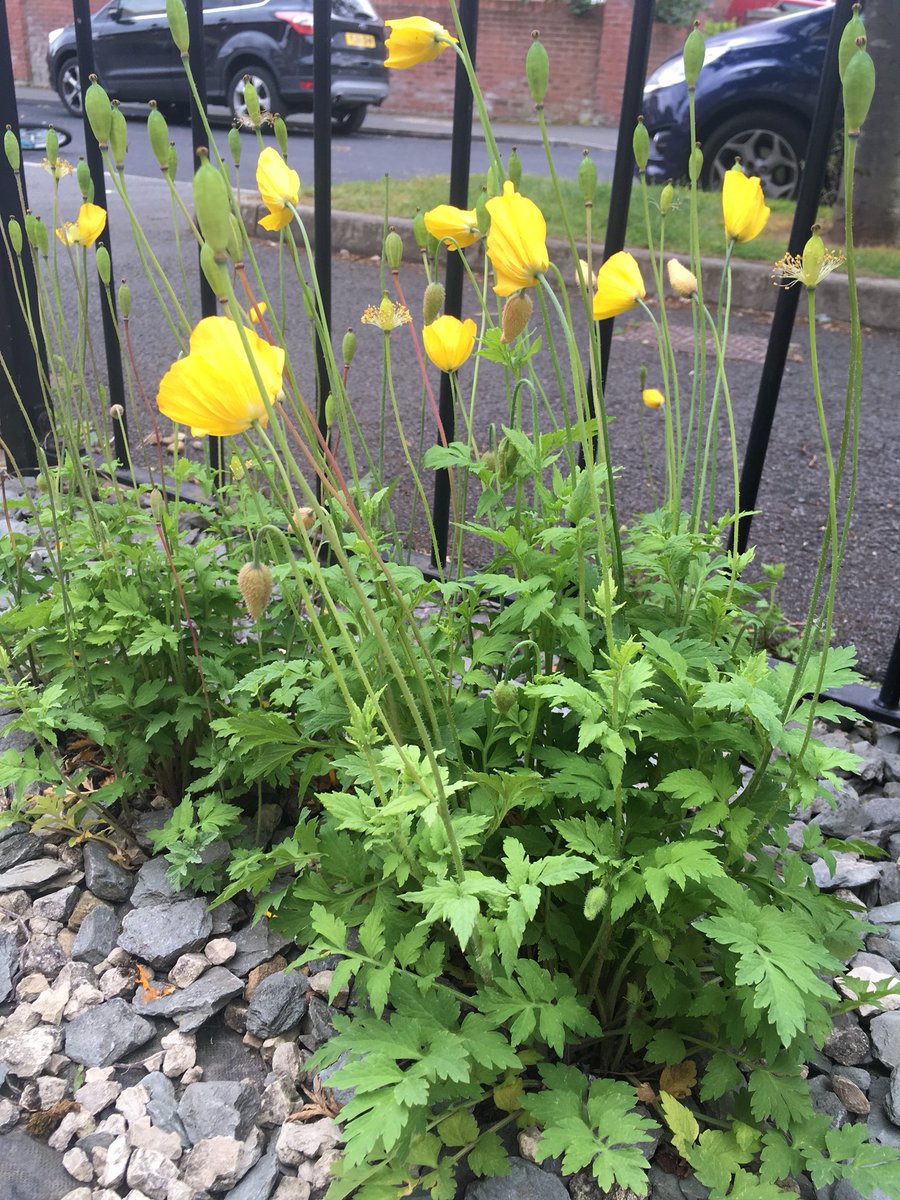 clare_pinches's tweet photo. Day 2 #30dayswild Not ventured far from home but enjoyed watching the bumblebees on the cheery Welsh Poppies. Checked on progress of cornfield annual seedlings seedbombed into some v boring gravel - tidier neighbours may grumble but we WILL #getsomelife into the garden 😊🌼🌾🌺🙌🏻 https://t.co/Rj8ONOLr3y
