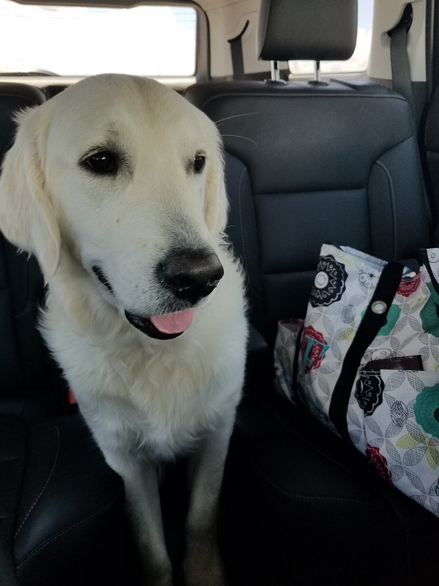 SubDestroyer12's tweet photo. Cooper has decided his seat in the back is not good enough and has moved to 2nd row leather seating where the snacks are on the ride home from St Pete. #DogLuxury #welcomerider https://t.co/I1g9QlwMFp