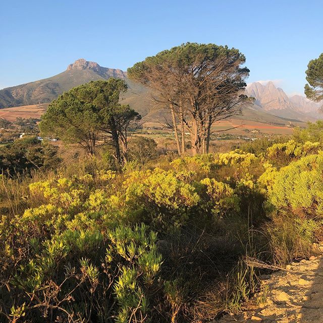 After lunch walks on the Stellenbosch mountains paths are highly recommended🚶🏽‍♂️🚶🏽‍♀️See IG stories for more pics #visitstellenbosch #stellenboschlife #stellenboschwineroute #explorestellenbosch #southafrica bit.ly/2KkcfGw