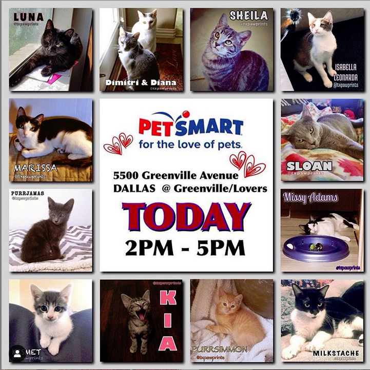 txpawprints's tweet photo. Come see us today at @Petsmart!  We still have lots of kittens, and desperately need foster homes so we can save more.  🐱

3-5 pm on Greenville Ave in Dallas
Now-4 pm in Mesquite

#adoptdontshop #fosteringsaveslives #rescue #kittens #kitten #cat #cats
#dfwcats #foster https://t.co/YP5pYnNvNx