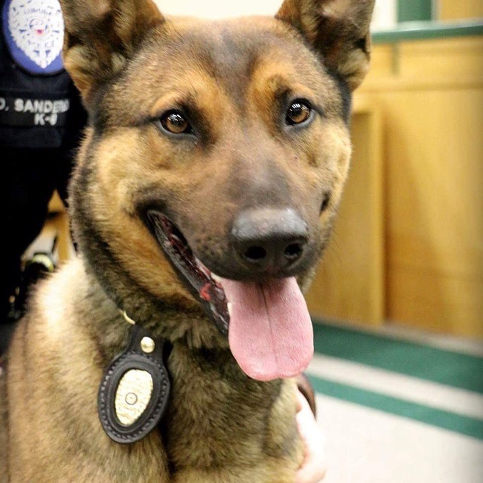 We are asking all of you out there for thoughts, well wishes, prayers or support for our K9 Draco and Ofc Green. Draco was found the other day suffering from a serious medical issue and was rushed in for emergency care. He has been receiving phenomenal care from our family at…
