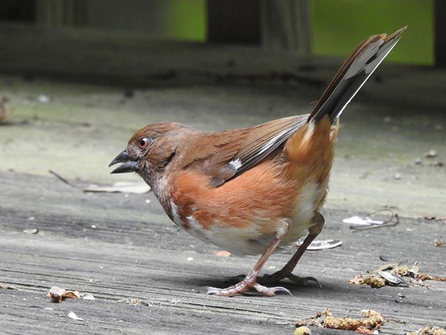 Seriiiously's tweet photo. The very lovely - and fast moving! - female Towhee bird! I love how she looks like she's been rolling around in cinnamon!Β ππΏΒ #seripixelbiologist #pixelbiologist #seriiiously #northcarolina #birds #serisbirds #wildlife #towhee https://t.co/ftdsnDNW9Q https://t.co/5afVqFXRXI