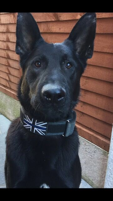 WMPDogs's tweet photo. Earlier this week a vehicle used in a number of violent offences was pursued, lost and found abandoned nearby. PD SNOW was deployed, tracking the offenders through woodland, residential streets and alleyways. He located two suspects hiding, vital evidence in their possession😉 https://t.co/giUrJRBNcU