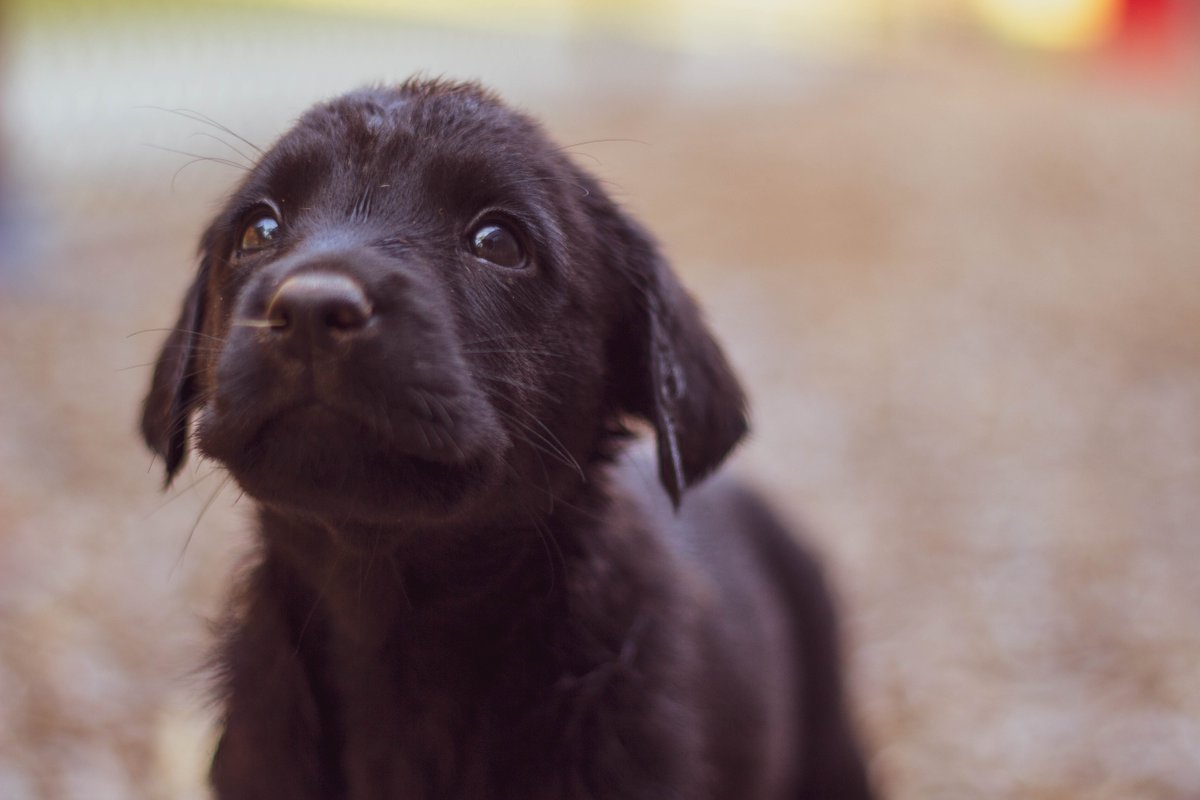 We all know that in the event of an emergency it's crucial to have relief kits prepared and ready to go for our families, but have you ever thought about packing relief kits for your pets? 

Visit our blog to learn how you can be more prepared: bit.ly/2LPe4bm