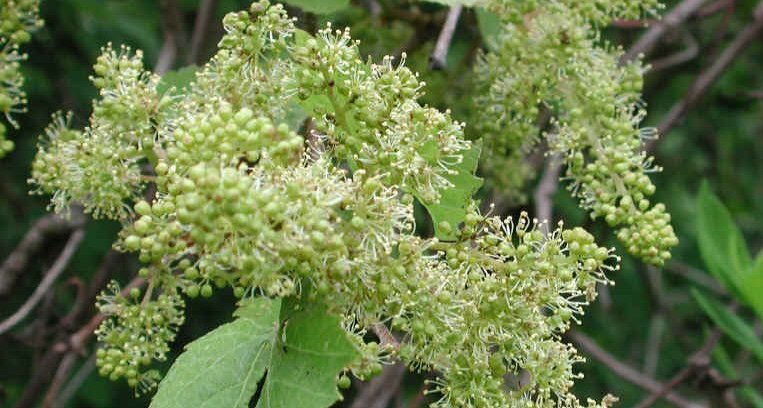 June brings flowers on the vines :) - mailchi.mp/807a8e999180/h…