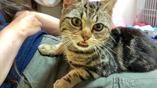 ちょりとちゃみ בטוויטר 赤ちゃんみたいに甘えるちょり ちょり ちょりチャンネル 猫 ねこ ねこ部 にゃんすたぐらむ にゃんこ 子猫 T Co Muulrplcyd