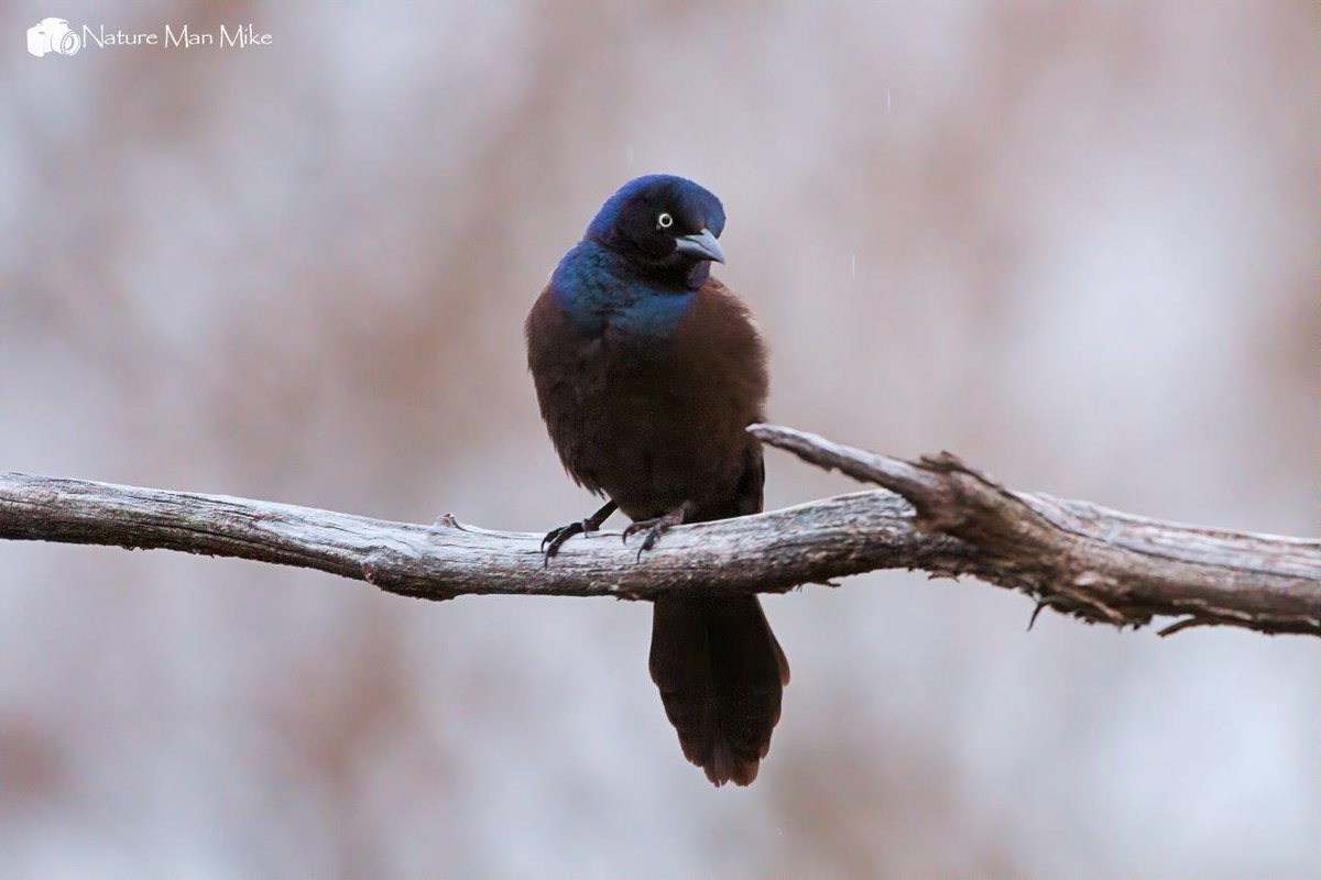 Common Grackle 
#birdphotography #bird_captures #birdlife #birding #birdlovers #naturelovers #birdwatching #birdsofinstagram #planetbirds #commongrackle #wildlifephotography #franklinpark #emeraldnecklaceconservancy #naturelove #total_birds #nature_perfection #bird_lovers_daily