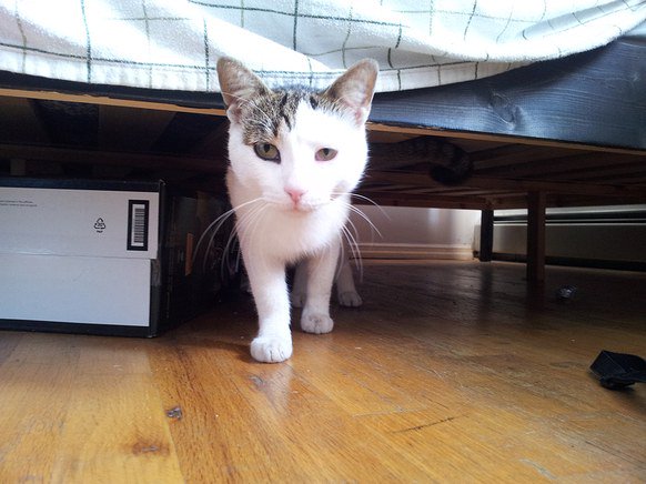 Modsandprojects's tweet image. Laughed out loud, had to share: How the hell is your cat supposed to know that you’re yelling at him because you want him to stop scratching the couch? To the cat, you’re this crazy primate who is attacking him for no reason.bit.ly/2g8XdpC

#SundayMorning #SundayThoughts