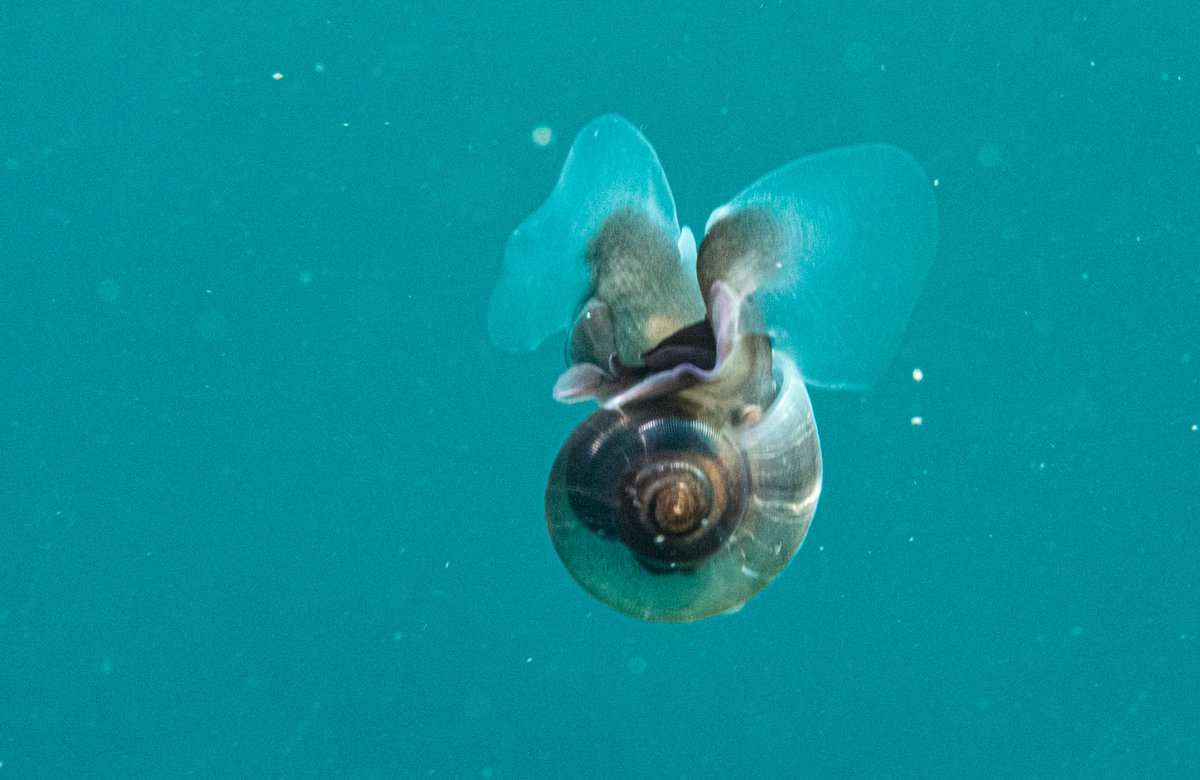 meettheocean's tweet photo. "All plankton are defined not defined by what they are, but what they do." #OPTICS2019 @BHPhotoVideo @LindbladExp https://t.co/SWxsnXG4IE