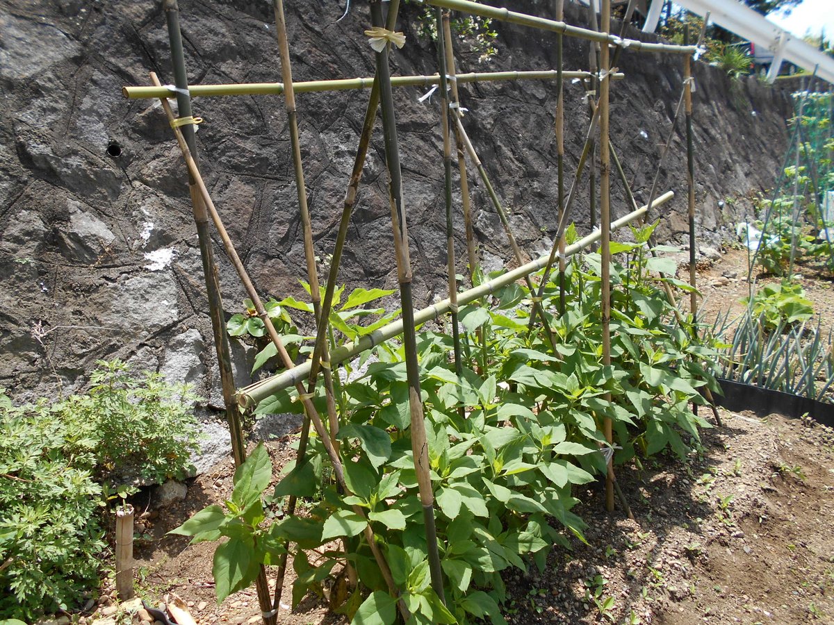うさ 5 18 石垣上菊芋が大きくなってきたので 支柱を立ててあげました 今はまだとりあえずの低い支柱 ですが もっと大きくなったら背の高い支柱に変えて 周りを紐か何かで囲む予定にしています 菊芋の脇には野良ジャガイモを植えています 追肥はしませ
