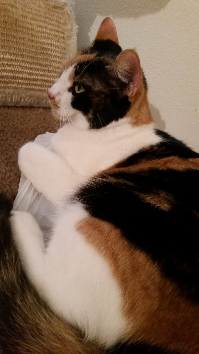 amor_vuelveTX's tweet photo. @govilini Nuestro amigo #Hugidad fallacรญo el aรฑo pasado hoy. A veces pienso en el y sus gatitos. Muy triste ๐ฟ๐๐ข #BabyYvette pensando en el amigo mio https://t.co/f0NCEWR0xv