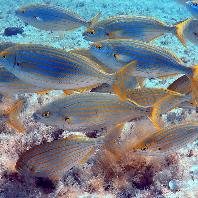 peke_for's tweet photo. #underwater #scubadiving #formenteradivers #happy #formentera #summeriscomming☀️ #backtotheblue 🐟🐠 https://t.co/2pP9XwxIHw https://t.co/JEalfzSxOJ