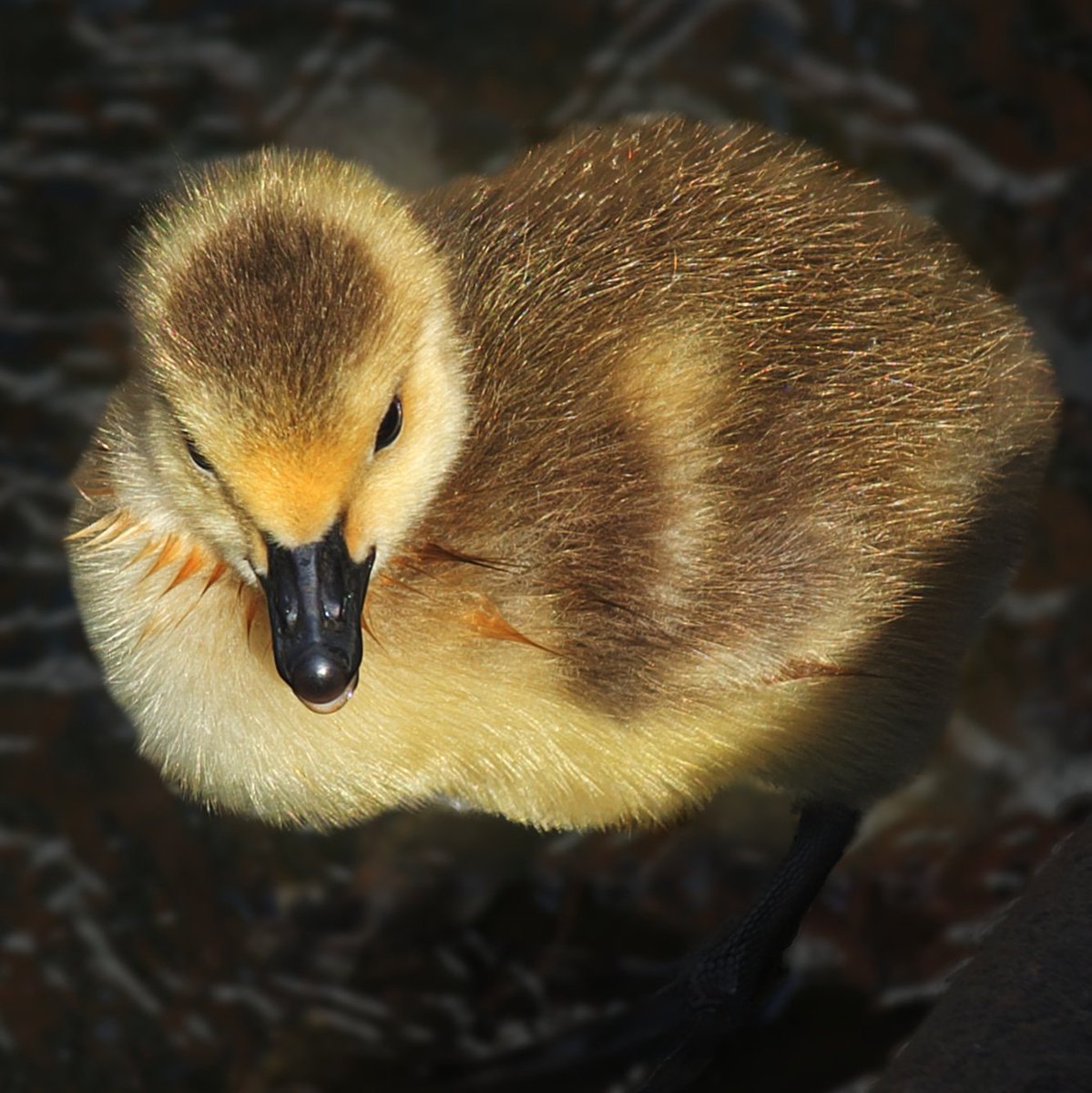 MostlyGeese's tweet photo. #Gosling #CanadaGoose #Goose #Bird #WaterBird #Wildlife #Waterfowl #Cute #CanalLife #LifesBetterByWater #AshtonCanal #Piccadilly #Manchester #ManchesterGeese #MacclesfieldCanal https://t.co/Mh8ACZZbxF