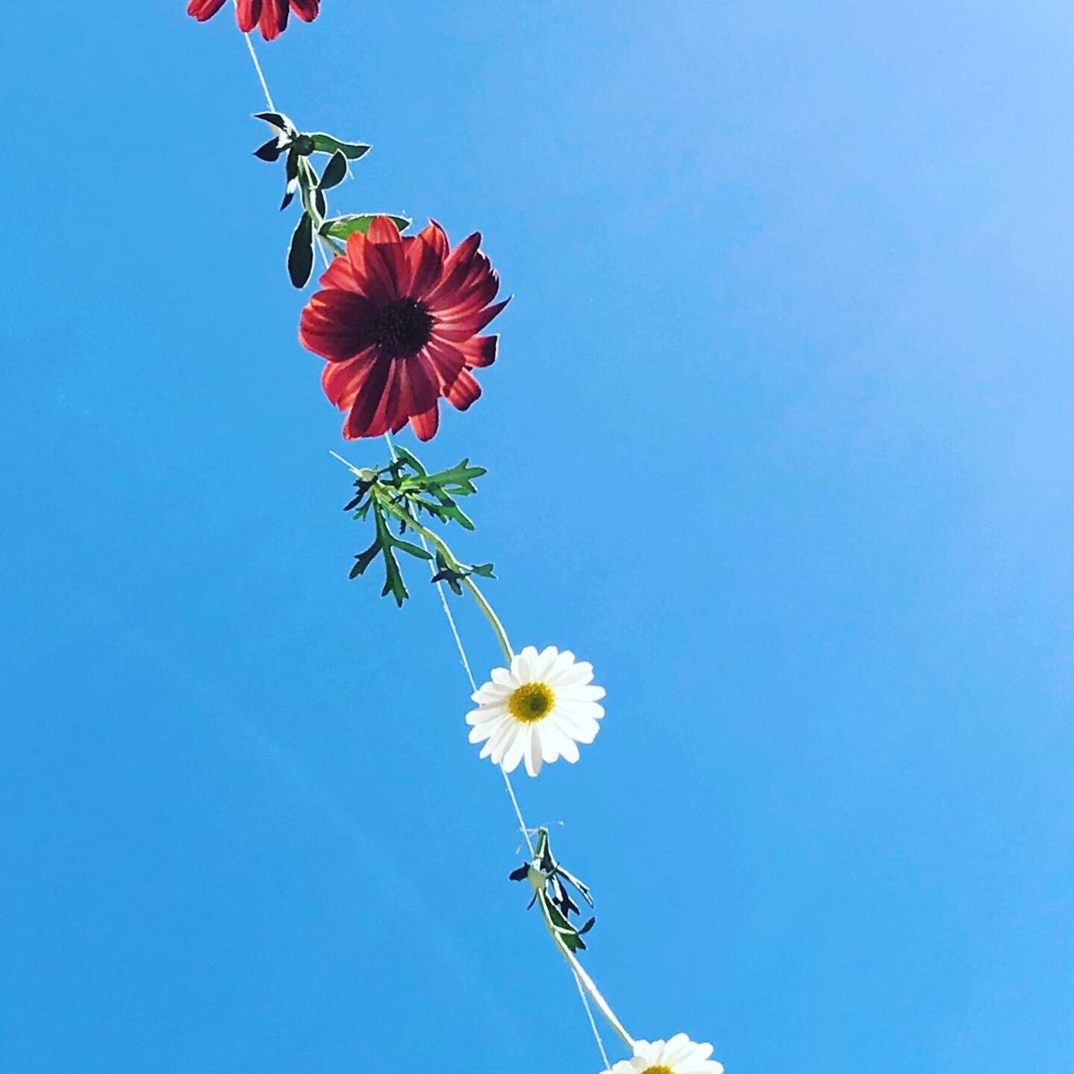 joanns_diy's tweet photo. Summer vibes mit dieser Blumengirlande ☀️ Ich wünsche allen einen wunderschönen sonnigen Sonntag 😎 #SummerLove #Flowers #bluesky #lovingsummer #blumengirlande #blumen https://t.co/Icth9LDigY