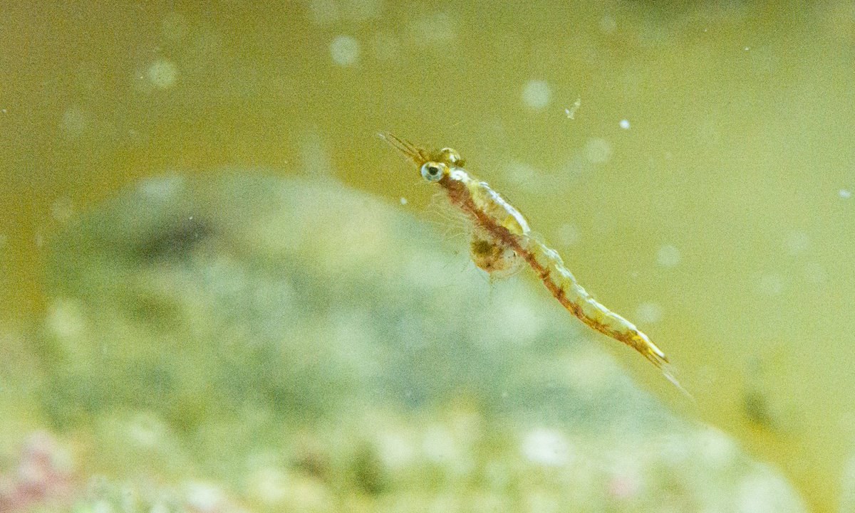 meettheocean's tweet photo. "Biodiversity is the poetry of our planet." #OPTICS2019 @BHPhotoVideo @LindbladExp https://t.co/kVF7Rveols