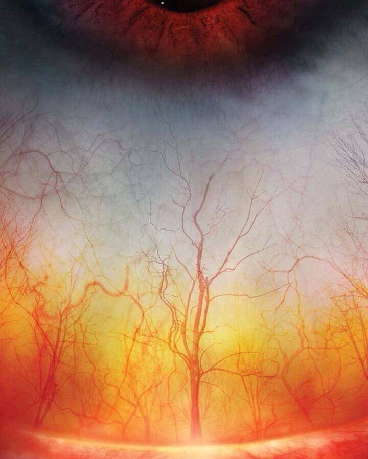 High definition photograph of the blood vessels in a human eye