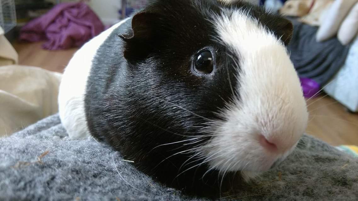 PetrinaTointon's tweet photo. Another angel has left the ark, cancerous tumour invaded his spinal cord and found him paralysed this morning so went to emergency vets this afternoon xxx😢 #RIPsnoopy #PerfectAngel #CancerSucks https://t.co/PY1UQ93mYC