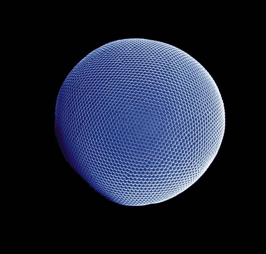 The compound eye of the Antarctic krill, photographed by Gerd Alberti and Uwe Kils using an electron scanning microscope