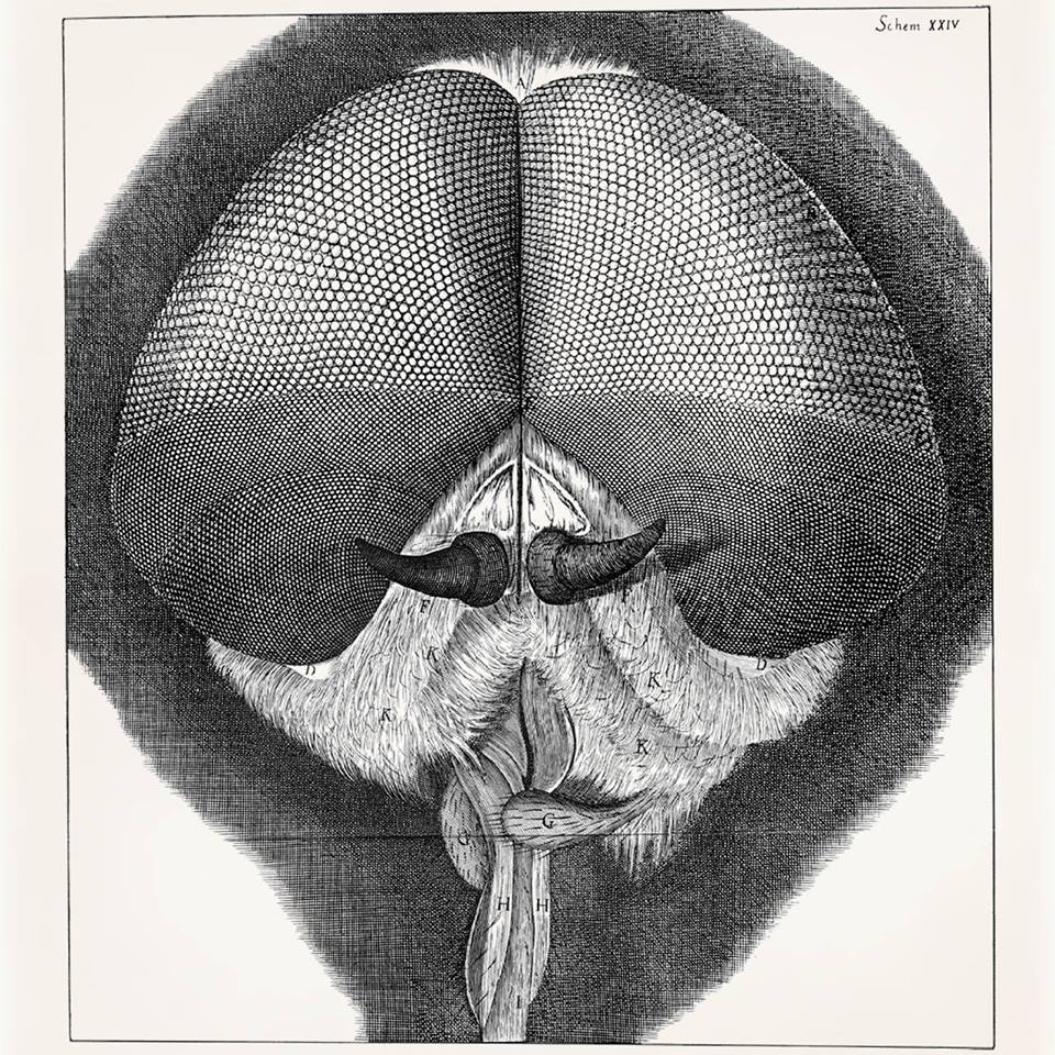 Robert Hooke, Eye of a Fly, from Micrographia, 1665