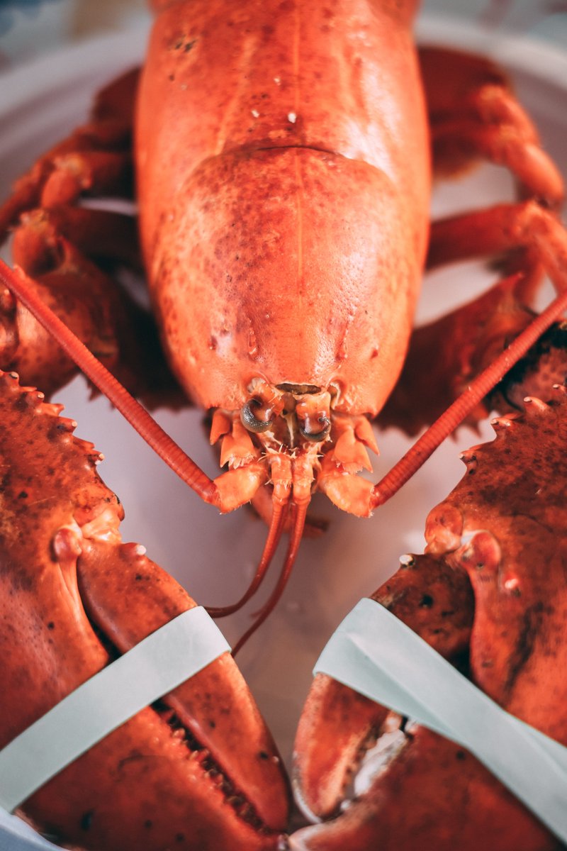 hindesite2020's tweet photo. 90% of the country's lobsters come from Maine. #stateoftheweek #Maine #lobster #seafood https://t.co/7UoE0jIp8t