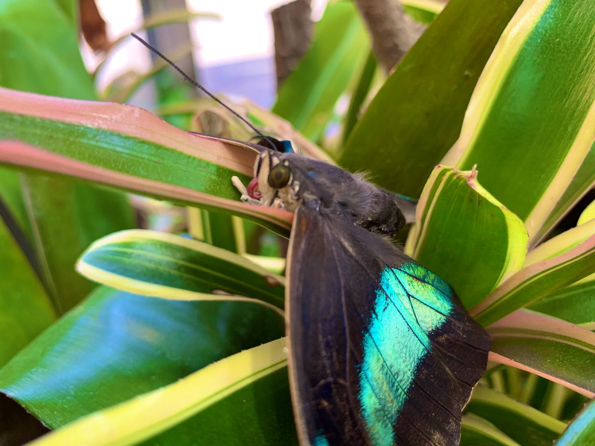 my_nameis_dan's tweet image. Lovely visit to the #BombayDistillery today to see how Gin is made and the history behind it. It’s a beautiful place! 🍸 @BombaySapphireB