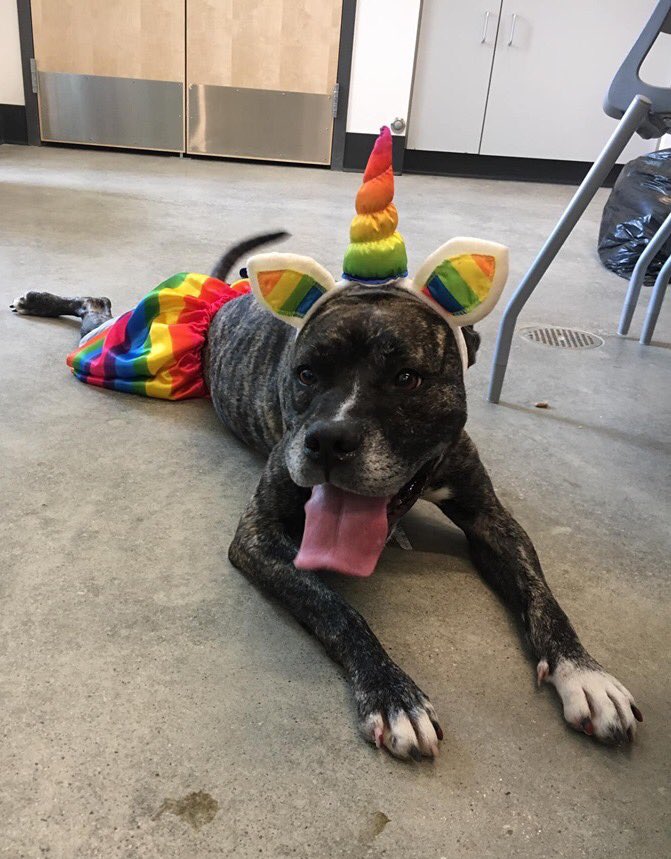 CityDogsCLE's tweet photo. Miss Waynelle is excited to show her #PrideinCLE🌈
Living in a foster home, Waynelle has proven to be mild-mannered and housebroken. She looks to her people for comfort and confidence, and grows each day. To learn more about her, visit her Page: https://t.co/Ql07A69hbz #adopt https://t.co/4xPRQ0lIqu