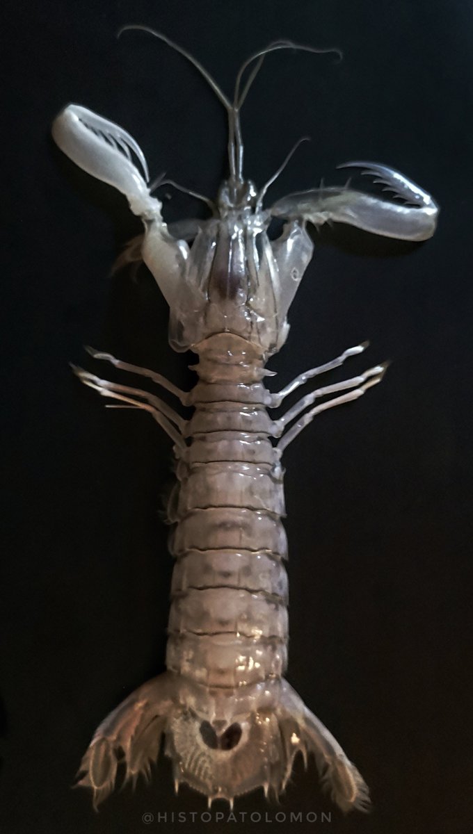 Histopatolomon's tweet photo. @DrRolaAli Es una galera (Squilla mantis), un crustáceo marino, llamado así porque vive en galerías que excava con sus pinzas
#galera #galeras #Squilla #Squillamantis #mantisshrimp #shellfish https://t.co/NlqWT30ZBX