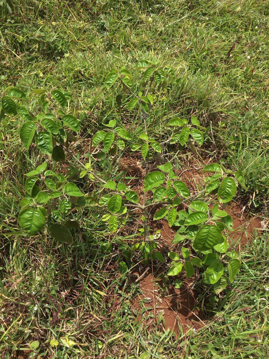 MitiAlliance's tweet photo. @ktikolo @wise_ambrose_ Indeed as @wise_ambrose_ highlighted we do followups. Inset are pictures from last year of the trees we planted. We focus not on planting only but more so the sustainability & growth of all our trees. Sometimes we loose some but we keep replanting. #PandaMiti #TurnUpForGood https://t.co/GRFQRuNR4U