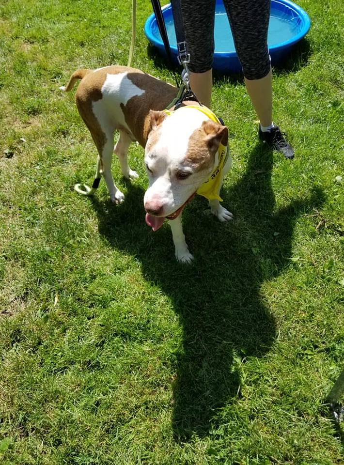 Looking to adopt? 3 cool pooches from <a href="/CACC_Adoptables/">CACC_Adoptables</a> Clue, Antoinette &amp; Captain Crunch are hanging out at the Portage Park Farmers Mkt at Irving Park &amp; Long Ave today from 10AM-2PM. Getting a nice break from the shelter, enjoying the weather &amp; hopefully finding their new home!