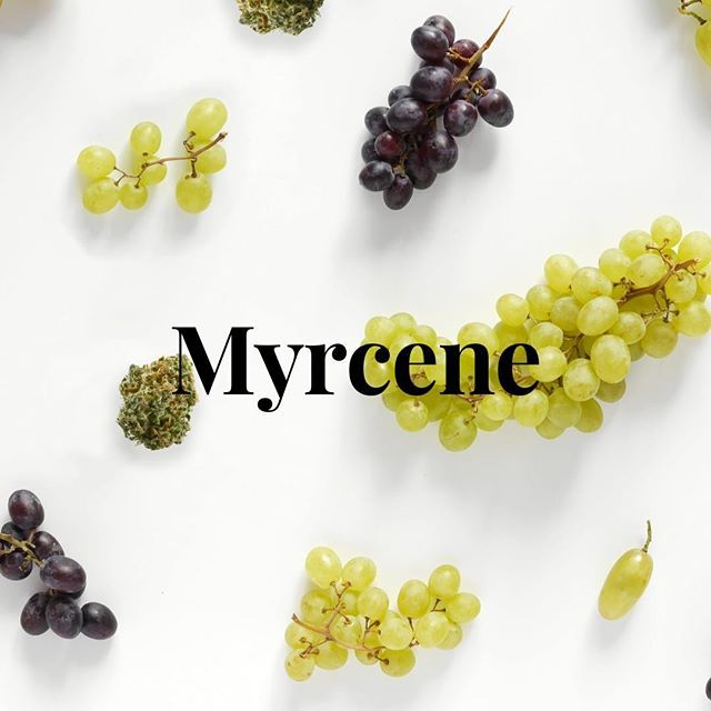 CBCBerkeley's tweet photo. Myrcene (or β-myrcene) is a terpene that occurs often in highly fragrant plants and herbs such as mangoes, hops, bay laurel leaves, thyme, lemongrass, and basil. Myrcene is produced by numerous cannabis strains, and some rodent-model studies have suggest… https://t.co/sUSKVmVkdF https://t.co/JWN7BmYzJS
