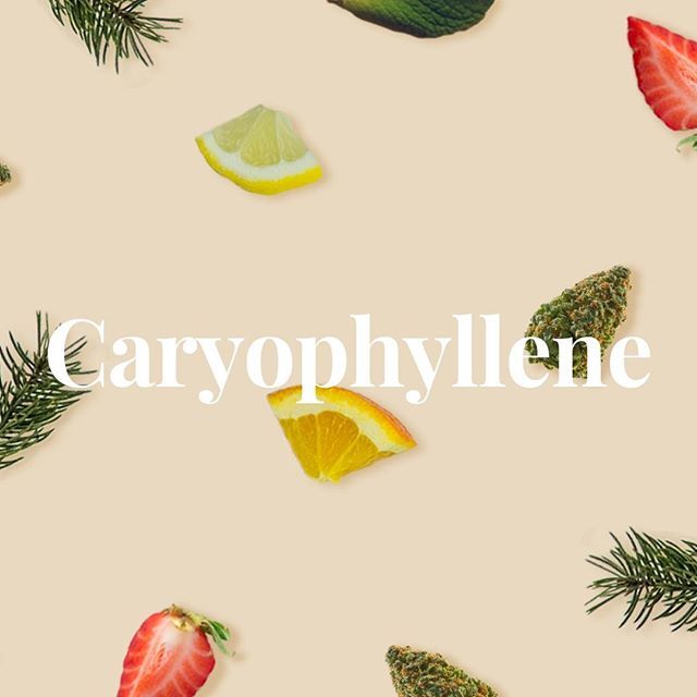 CBCBerkeley's tweet photo. Beta-caryophyllene is a common and often abundant terpene found in cannabis. Its distinctive flavor contributes to the spiciness of black pepper and can be found in high amounts in cloves, hops, and rosemary. It falls under the FDA’s “generally recognize… https://t.co/TBvVwJJxV4 https://t.co/1cycH0w9M0