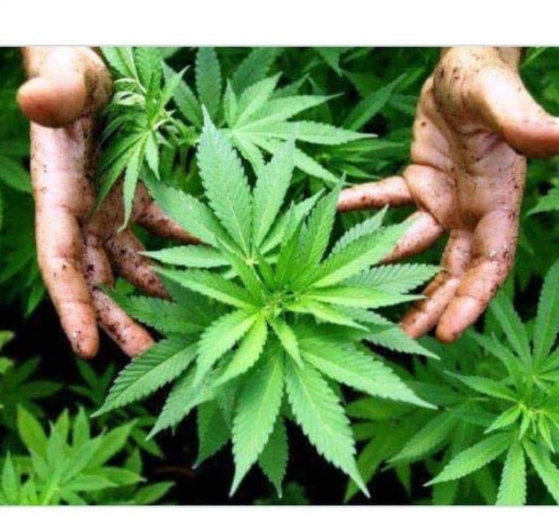 Defaulters199's tweet photo. Yeh #paudey lagayein,#Badal pakistan mein nahi,pakistan #baadloun mein chla jaye ga
#High_on_WEED🍁 https://t.co/cXPrhWX4Ov